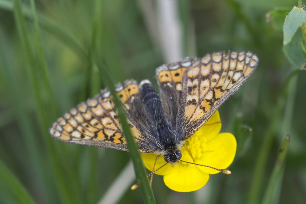 Conferma ID Euphydryas provincialis